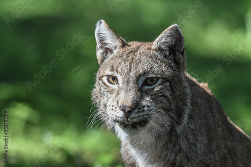 Bobcat in the wilderness of Germany © Robert Styppa