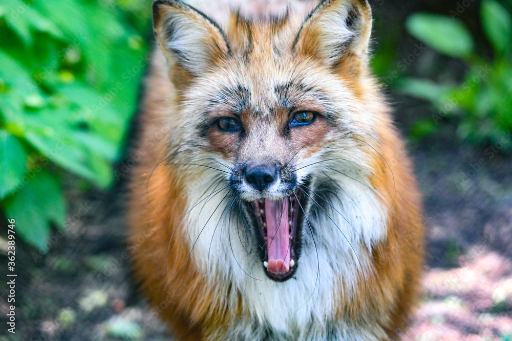 Obraz premium Rot Fuchs in deutschen Wäldern und Gärten