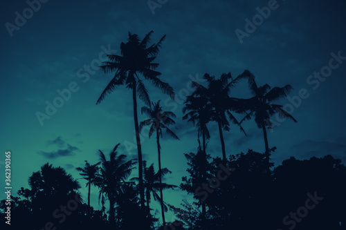 tall palm trees against a blue sky with a long wooden trunk