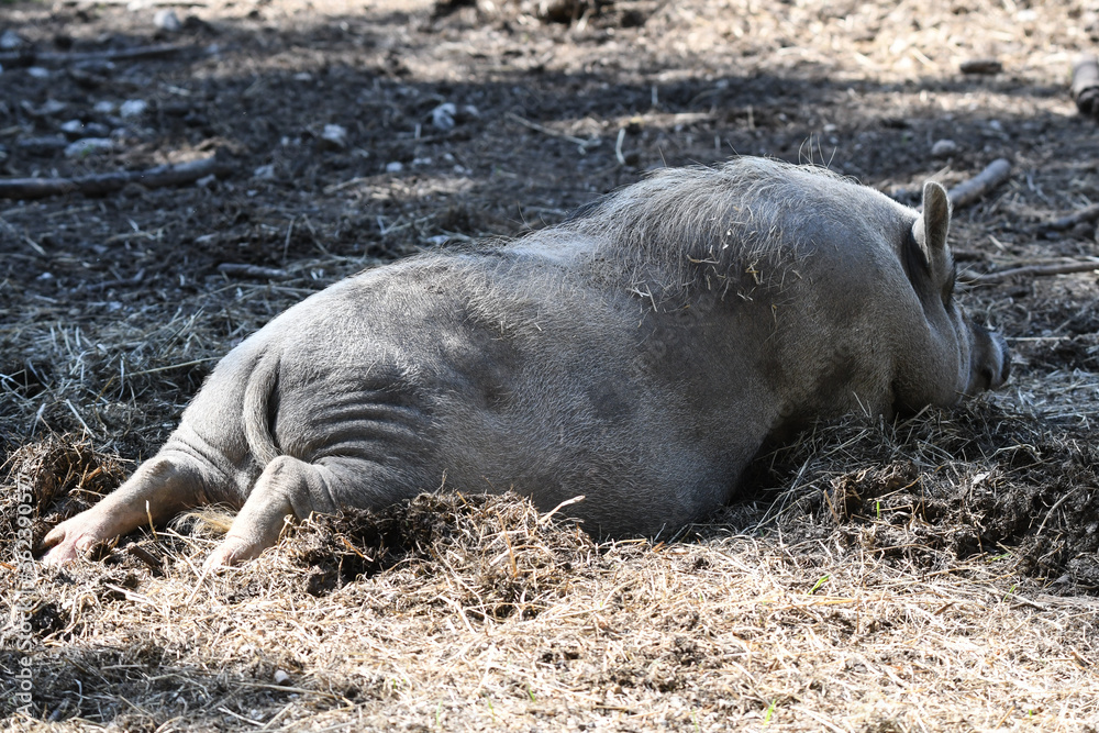 Hängebauchschwein, jung, Baby, das sich sauwohl fühlt und das Leben geniesst, da freilaufend, kein Stall Hängebauchschwein, jung, Baby, das sich sauwohl fühlt und das Leben geniesst, da freilaufend, kein Stall