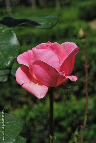 Beautiful roses in the park