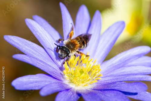Bee pollinating on a flower blossom