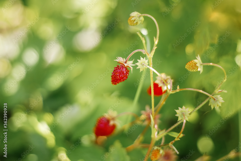 Wild strawberries bush in a summer forest decor - Bush of wild strawberries in their natural environment, on a sunny day of summer, The berry of ripe strawberries in a sunny meadow in the forest.
Wild strawberries bush in a summer forest decor - Bush of wild strawberries in their natural environment, on a sunny day of summer, The berry of ripe strawberries in a sunny meadow in the forest.