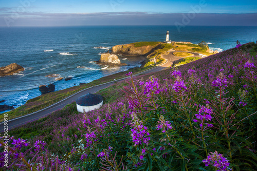 Fields of fireweed are blooming on the approach to the Yaquina Head lighthouse, just north of Newport, Oregon. photo