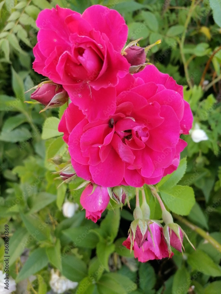 Beautiful flowers in the garden Beautiful flowers in the garden