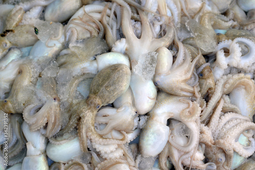 The background image of fresh cuttlefish squid immersed in crushed ice.