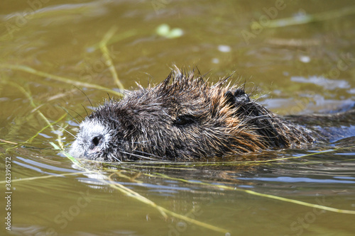 Nutria erwachsen und als Jungtier mit roten Zähnen und isch putzen