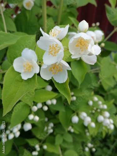 Beautiful flowers in the garden