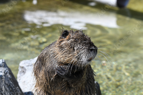 Nutria erwachsen und als Jungtier mit roten Zähnen und isch putzen