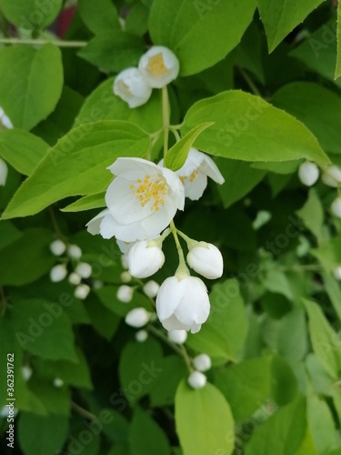 Beautiful flowers in the garden