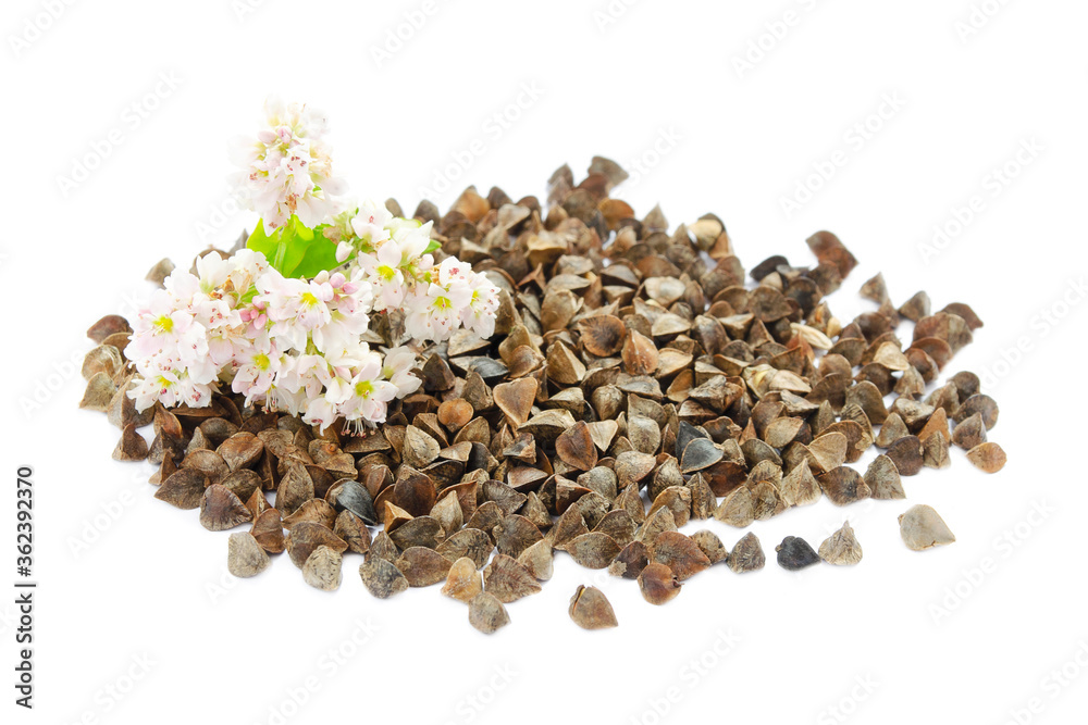 Buckwheat plant with white flowers and seeds. Buckwheat plant white blossom. Buckwheat seeds and fresh flowers isolated on white background. Buckwheat flower isolated on white. Buckwheat plant with white flowers and seeds. Buckwheat plant white blossom. Buckwheat seeds and fresh flowers isolated on white background. Buckwheat flower isolated on white.
