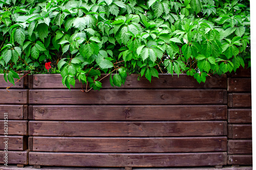 Wooden fence covered with natural ivy frame. Green leaves on a background of brown wooden boards. Fresh green ivy leaf over brown wood fence background. Wooden planks with green plants from above