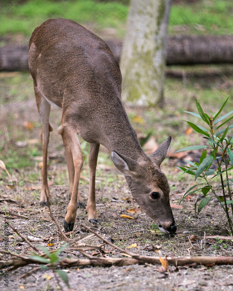 Deer animal stock photo. Deer animal White-tailed dear head close-up profile view foraging in the field with foliage background displaying head, ears, eye, mouth, nose, brown fur in its habitat . Deer animal stock photo. Deer animal White-tailed dear head close-up profile view foraging in the field with foliage background displaying head, ears, eye, mouth, nose, brown fur in its habitat .