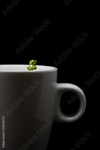 young mint plant in a mug