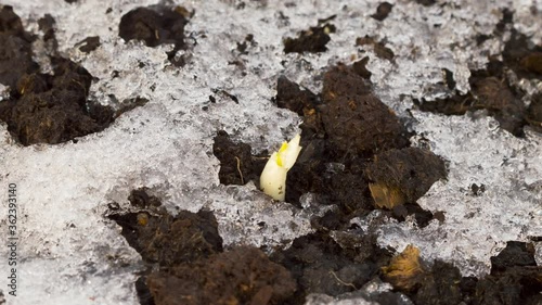 Wallpaper Mural Time lapse of melting ice Torontodigital.ca