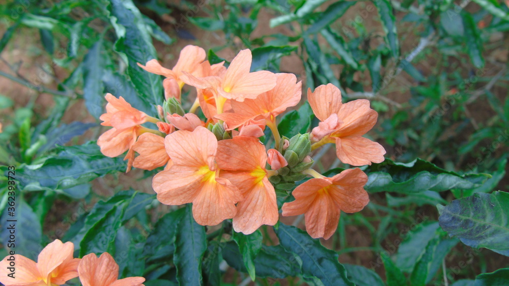 Obraz premium orange flowers in spring