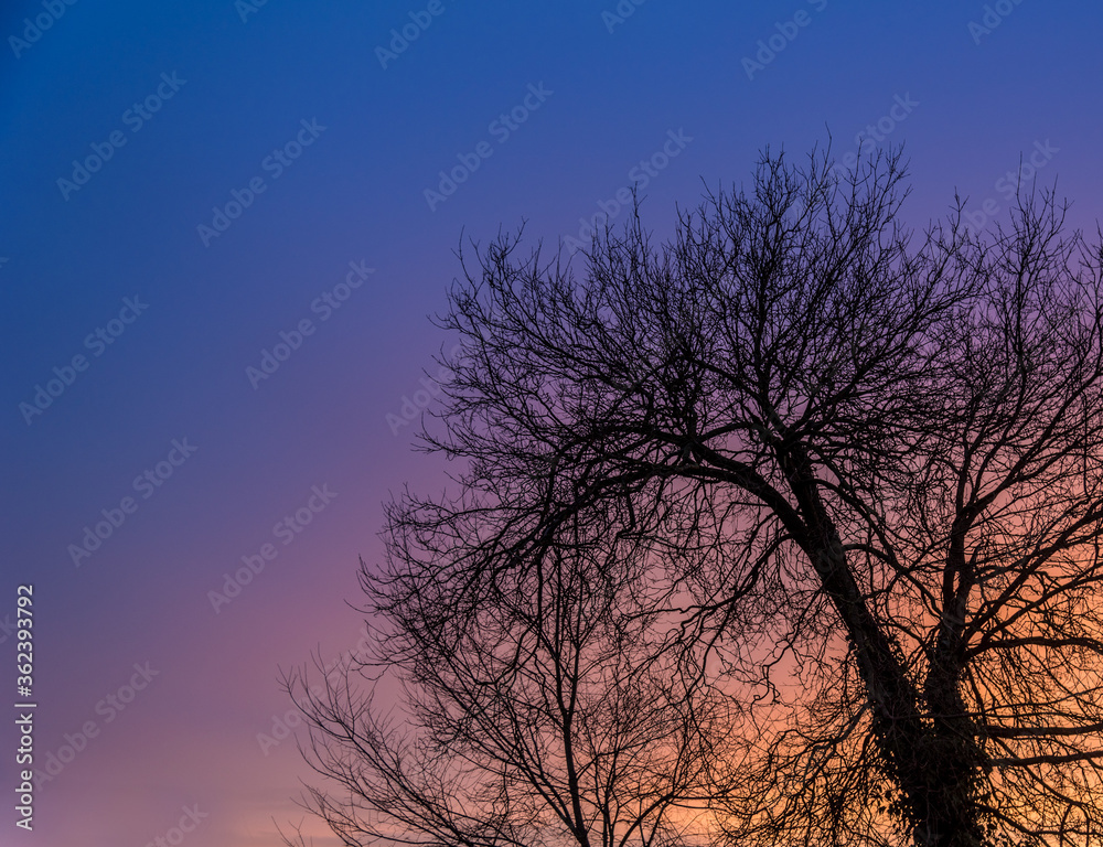 Tree silhouette and its branches at sunrise