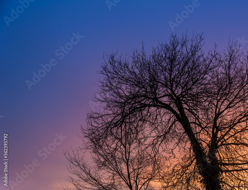 Tree silhouette and its branches at sunrise © Esther Cardoso
