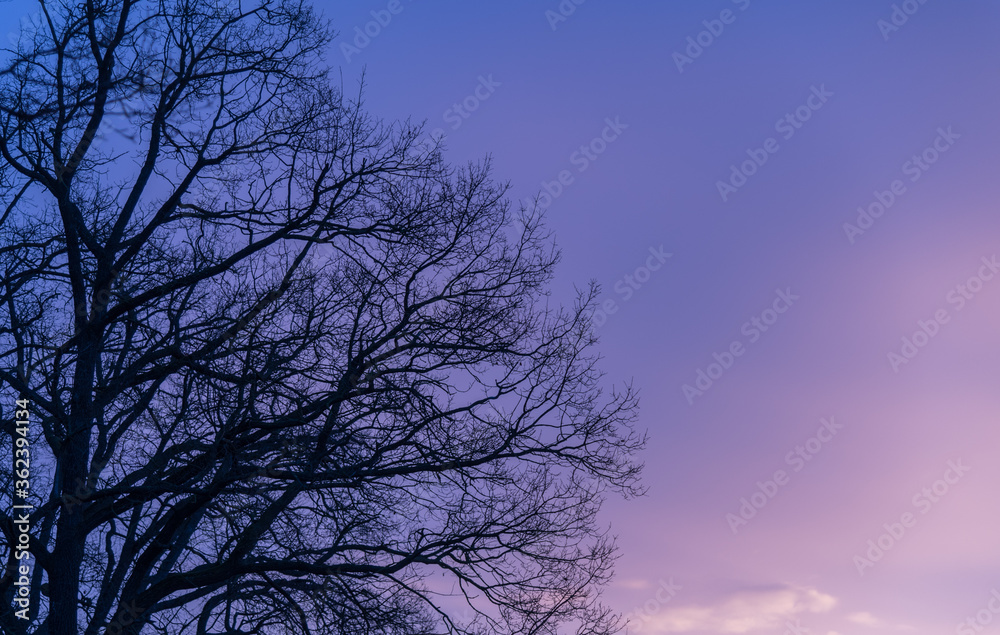 Tree silhouette and its branches at sunrise Tree silhouette and its branches at sunrise