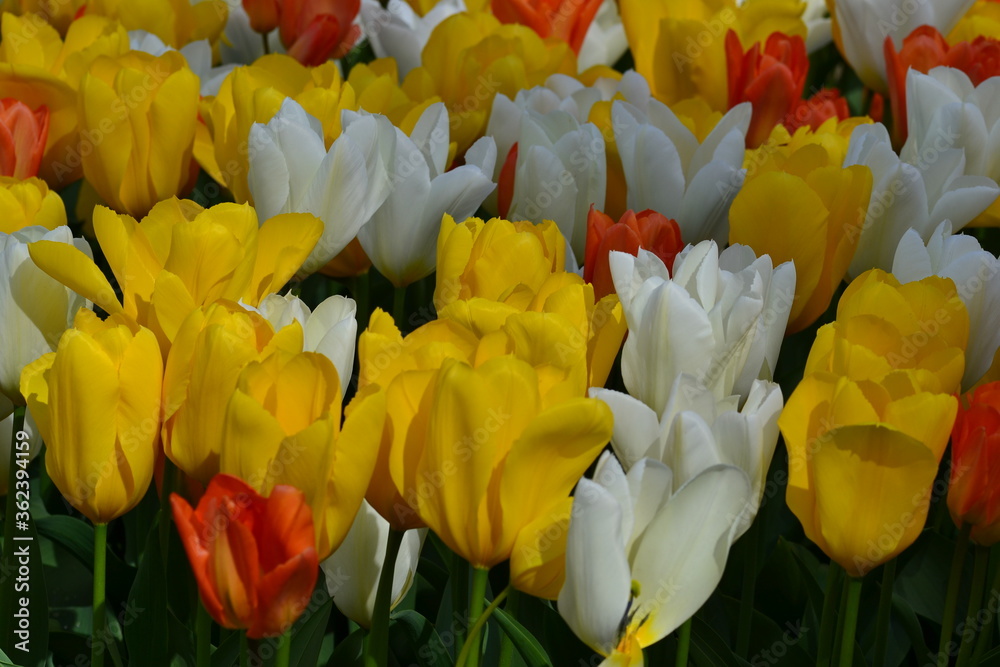 Mehrere Tulpen Blüten dicht nebeneinander in rot gelb und weiß. Im unteren Teil des Bildes sieht man wenig grün von den Blättern. Ein Teil der Blumen ist beschattet, ein Teil von der Sonne beleuchtet. Mehrere Tulpen Blüten dicht nebeneinander in rot gelb und weiß. Im unteren Teil des Bildes sieht man wenig grün von den Blättern. Ein Teil der Blumen ist beschattet, ein Teil von der Sonne beleuchtet.
