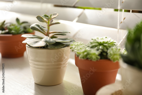 Windowsill with beautiful succulent plants indoors, focus on echeveria