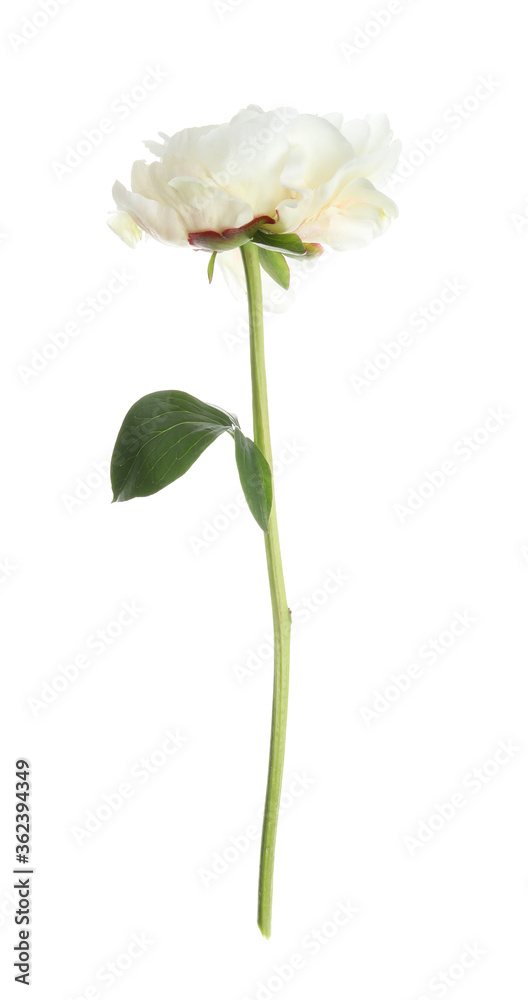 Beautiful fragrant peony flower isolated on white Beautiful fragrant peony flower isolated on white