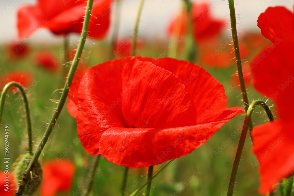Obraz premium Beautiful red poppy flower growing in field, closeup