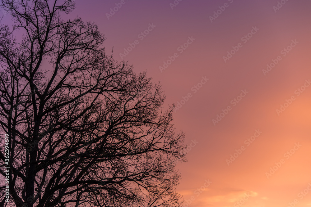 Tree silhouette and its branches at sunrise Tree silhouette and its branches at sunrise