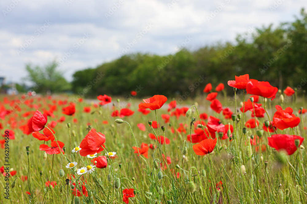 Beautiful red poppy flowers growing in field Beautiful red poppy flowers growing in field