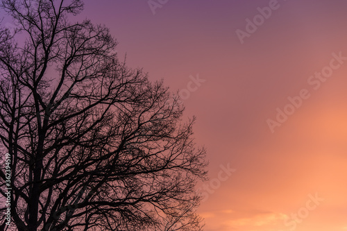 Tree silhouette and its branches at sunrise © Esther Cardoso