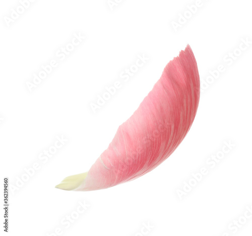 Beautiful pink peony petal isolated on white