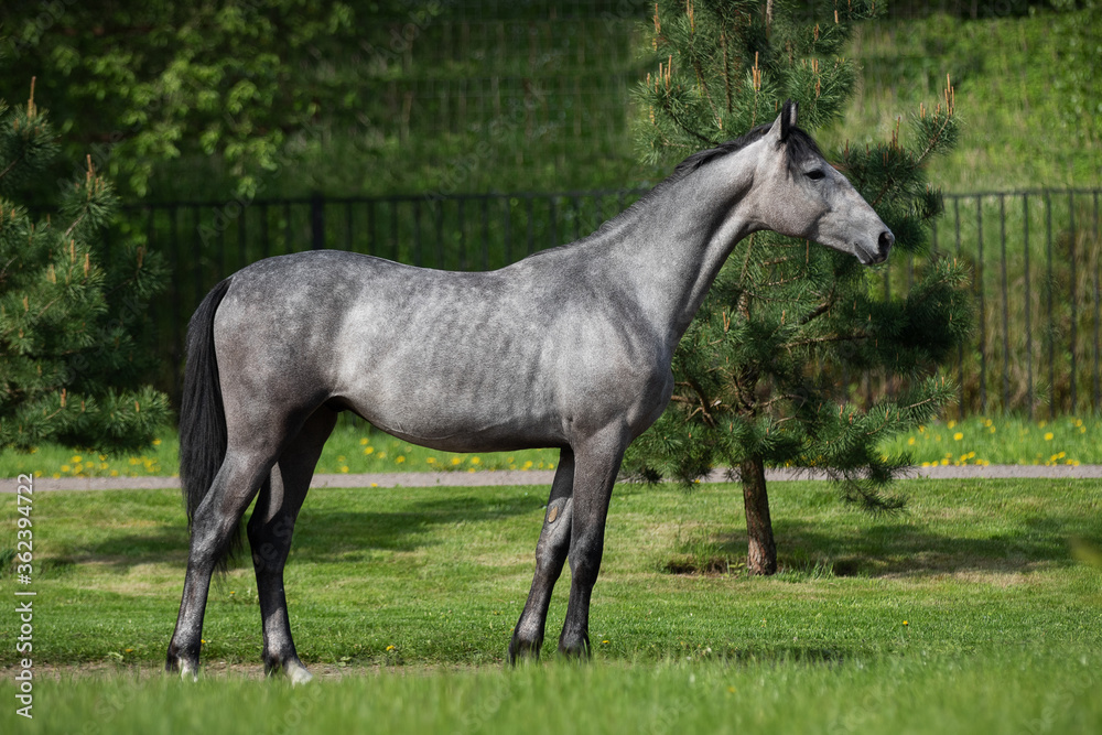 Gray horse stands on natural summer background, profile side view, exterior	