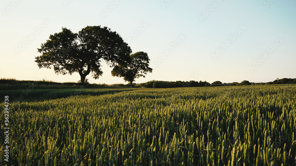 Grain field in Scotland, with trees in background