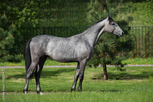 Gray horse stands on natural summer background  profile side view  exterior 