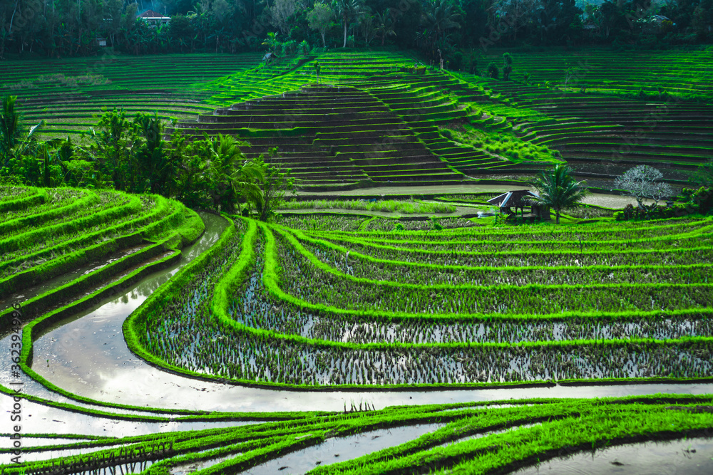 greenish rice fields with lines on bali in Indonesia