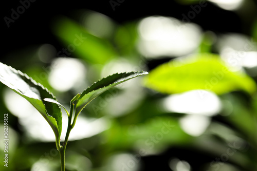 Closeup view of green tea plant against dark background. Space for text