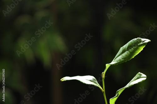 Closeup view of green tea plant against dark background. Space for text