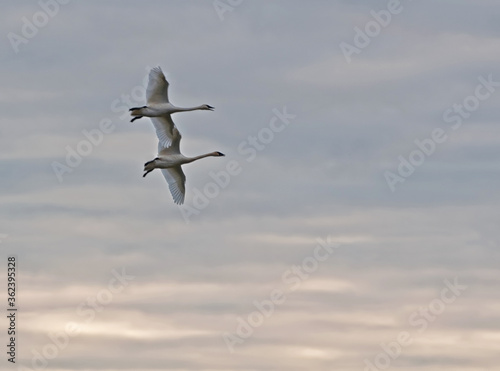 Two trumpeter swans in flight on a cloudy day as evening begins to fall.  Trumpeter swans fly with the necks sticking straight out.