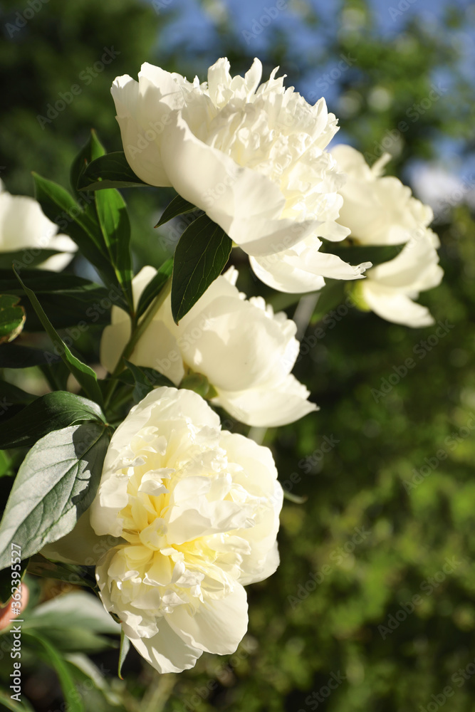 Closeup view of blooming white peony bush outdoors Closeup view of blooming white peony bush outdoors