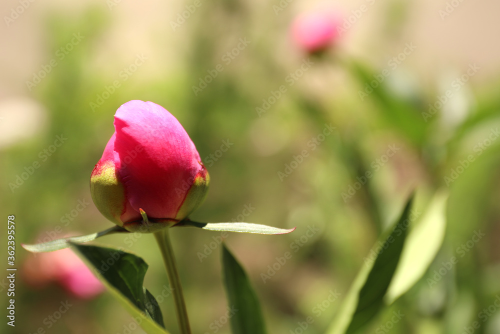 Beautiful pink peony bud outdoors, closeup. Space for text Beautiful pink peony bud outdoors, closeup. Space for text