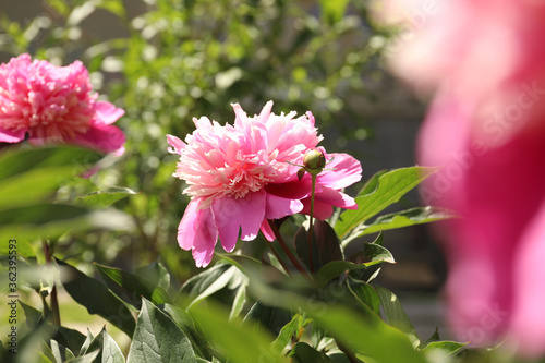 Beautiful blooming pink peony bush outdoors on sunny day