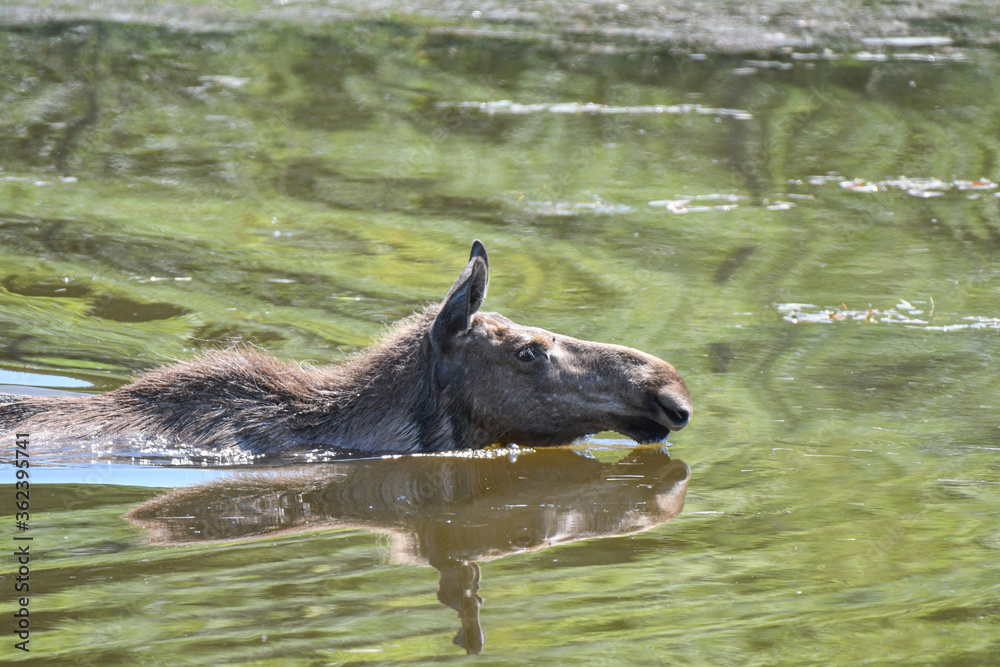 Fototapeta premium Elchkuh wated und schwimmt durchs Wasser