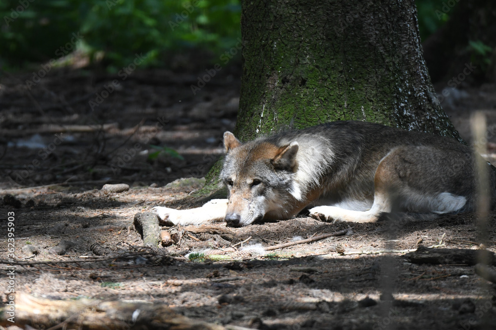 Junger Wolf an einem Baum ausruhend Junger Wolf an einem Baum ausruhend