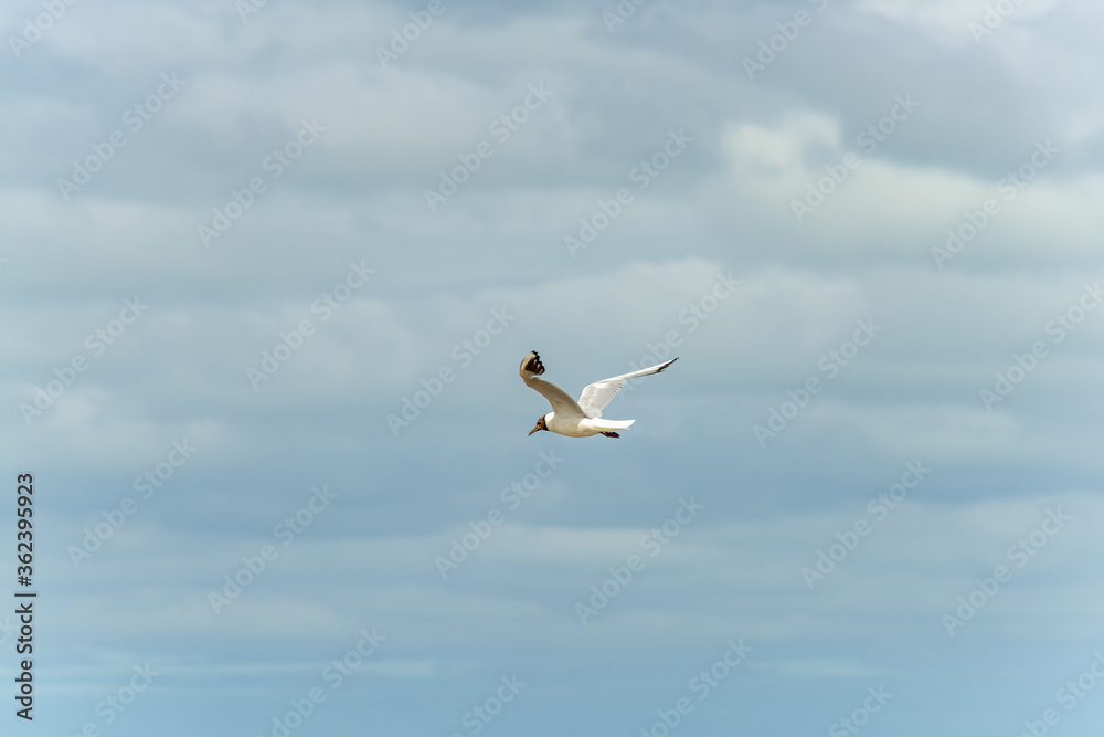 Fototapeta premium Seagull in flight against a blue and cloudy sky, ascending with wings spread.