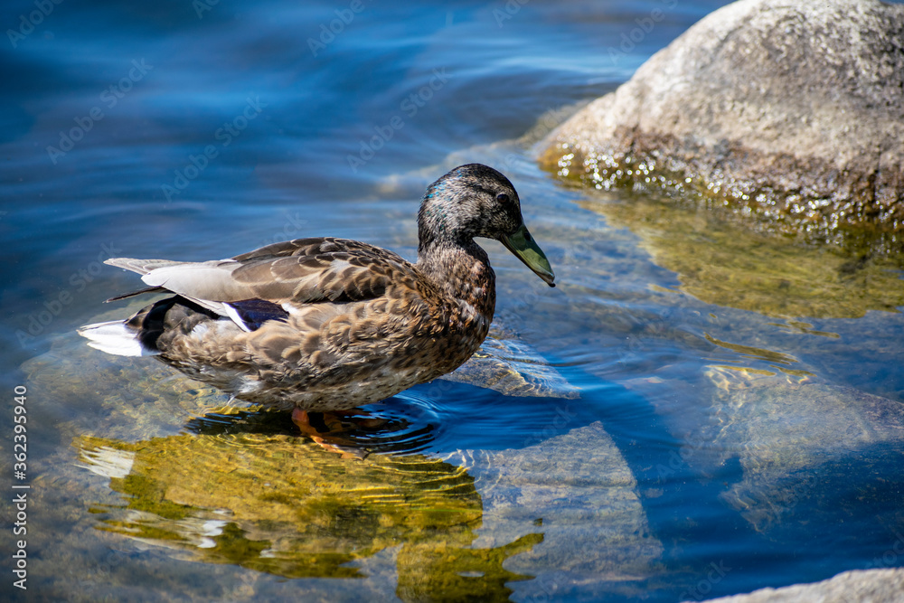 Wild ducks swimming in the pond. Wild ducks swimming in the pond.
