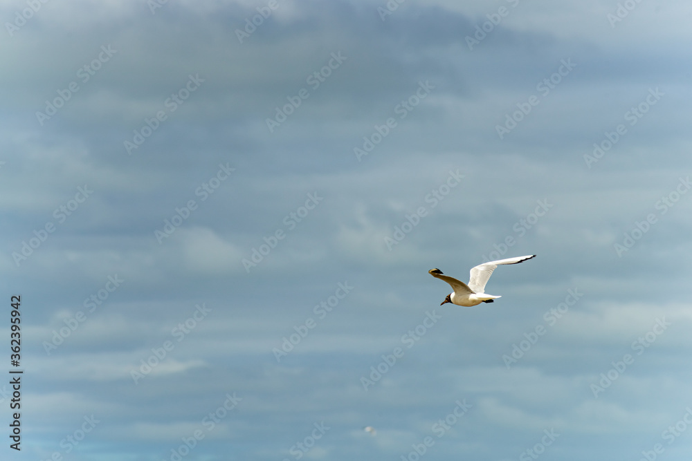 Seagull in flight against a blue and cloudy sky, ascending with wings spread. Seagull in flight against a blue and cloudy sky, ascending with wings spread.