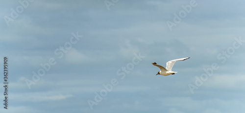 Seagull in flight against a blue and cloudy sky, ascending with wings spread. panoramic format