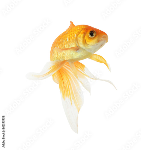 Beautiful bright small goldfish isolated on white