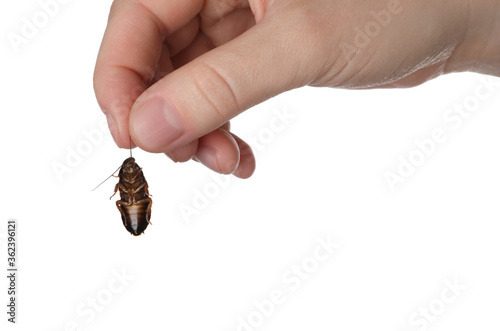 Woman holding cockroach on white background, closeup. Pest control