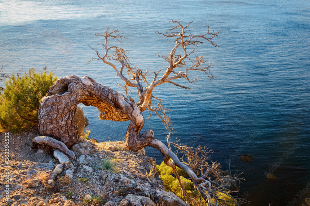 Sunrise in mountains with old tree. Sunny morning in Crimea. Beautiful colorful landscape in summer.